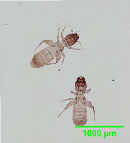 Liposcelis paetus Pearman, 1942 - 010150890__2016_03_17_s1