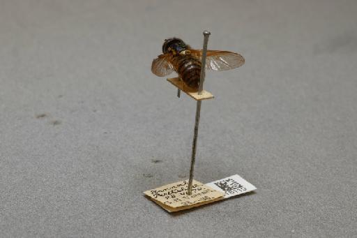 Chrysotoxum arcuatum (Linnaeus, 1758) - 012518119_additional_2