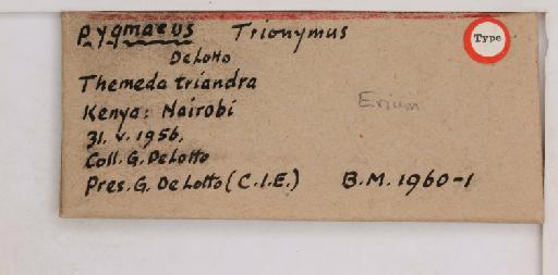 Erium pygmaeus De Lotto, 1961 - 010715074_additional