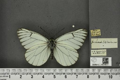 Aporia crataegi (Linnaeus, 1758) - BMNHE_1079078_70148