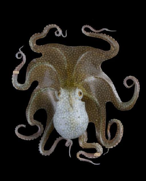Octopus_vulgaris_Blaschka models_002.tif
