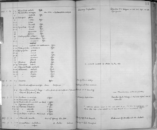 Chaetonymphon villosum Hodgson, 1907 - Zoology Accessions Register: Crustacea: 1905 - 1935: page 23