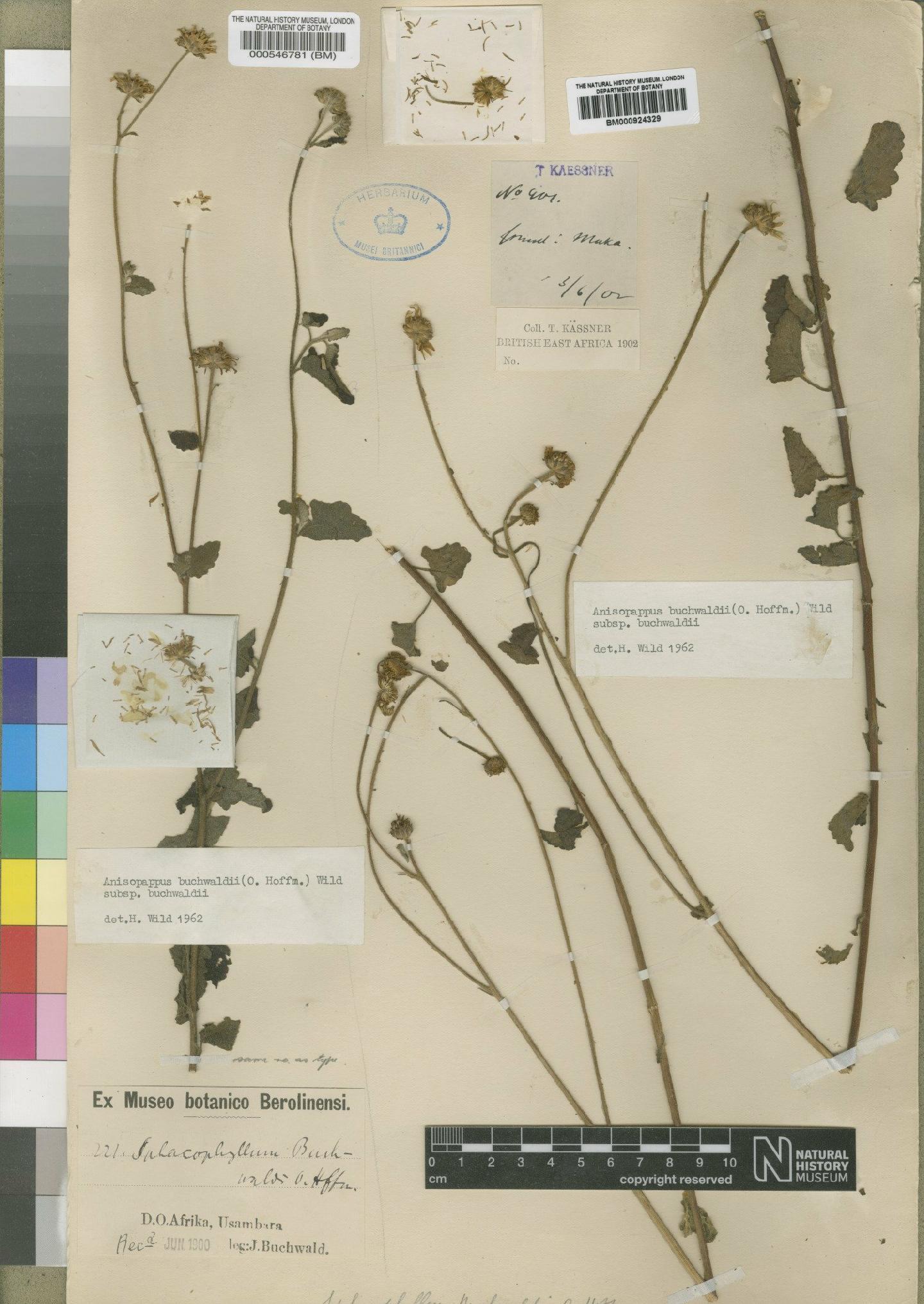 To NHMUK collection (Anisopappus buchwaldii (O.Hoffm.) Wild; Isotype; NHMUK:ecatalogue:4528513)