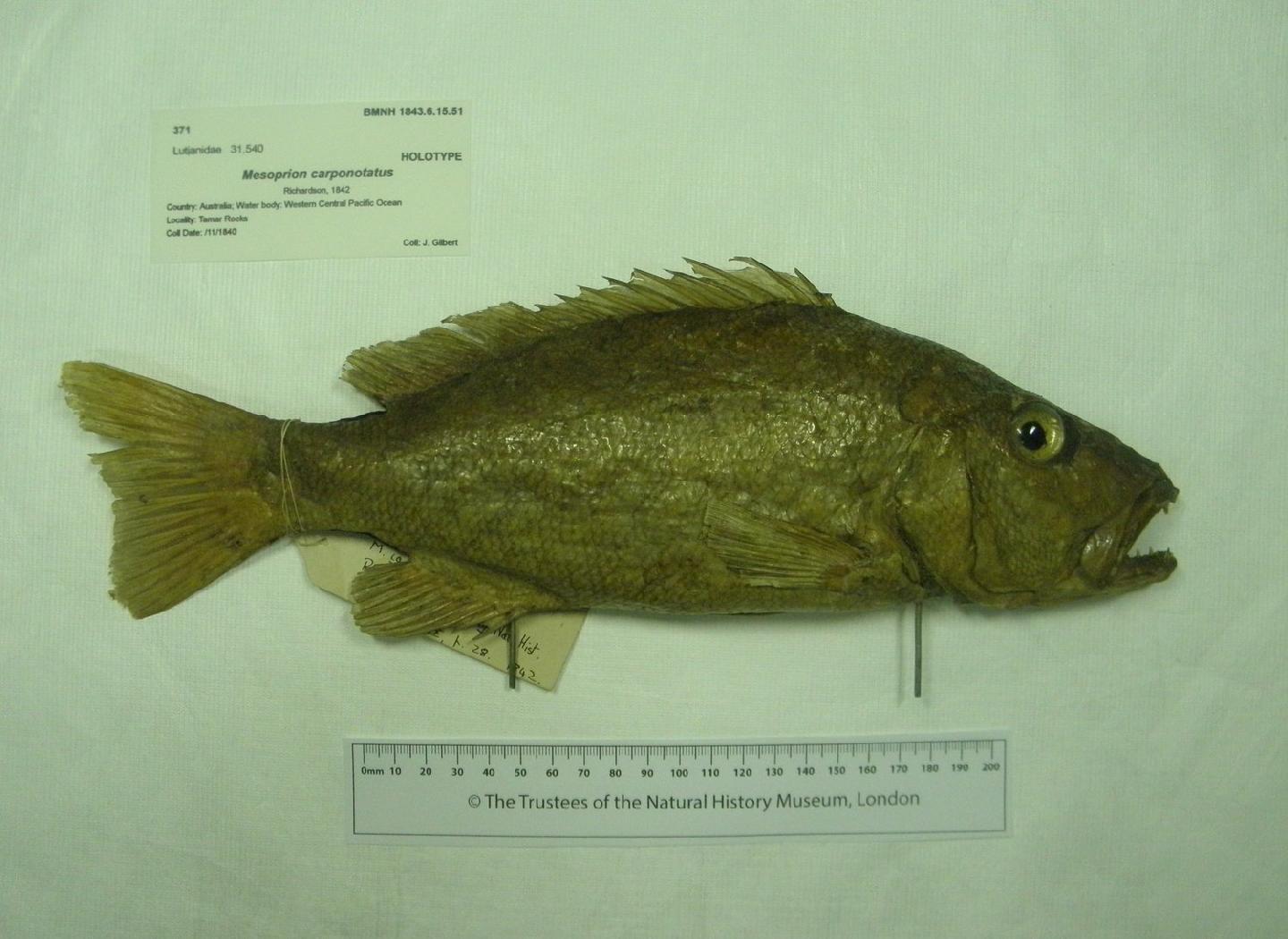 To NHMUK collection (Mesoprion carponotatus Richardson, 1842; HOLOTYPE; NHMUK:ecatalogue:2576987)