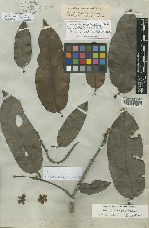 Anthodon grandiflorus Benth. - BM000617828