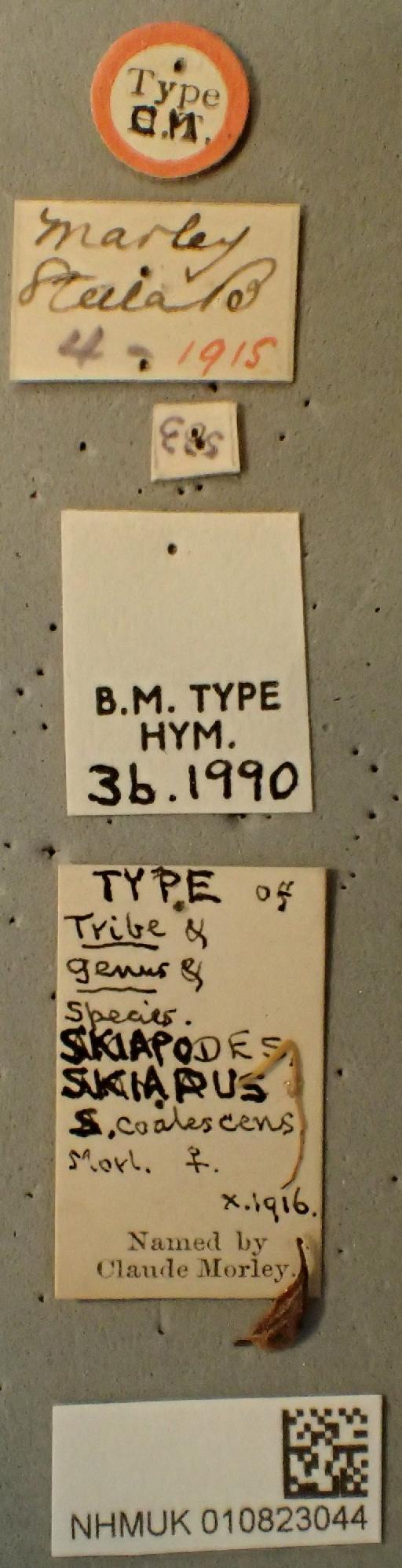 Skiapus coalescens Morley, C., 1917 - 010823044_Skiapus_coalescens_Holotype_labels