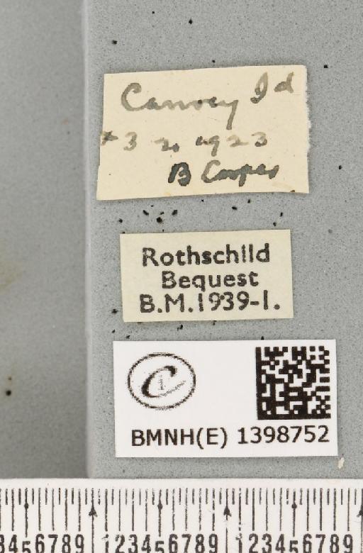 Eriogaster lanestris ab. deleta Cockayne, 1950 - BMNHE_1398752_label_191660