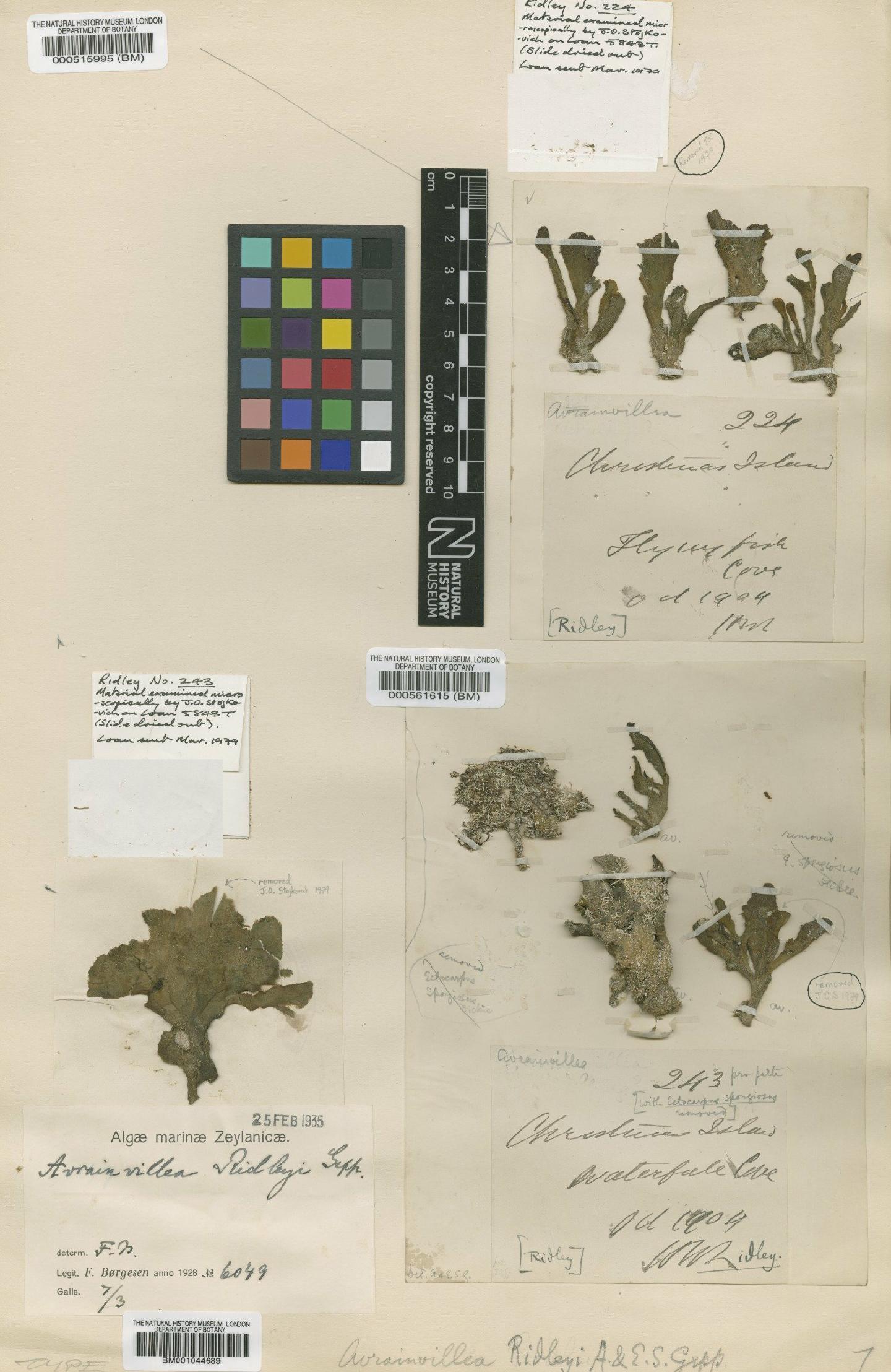 To NHMUK collection (Avrainvillea ridleyi E.Gepp & A.Gepp; Isosyntype; NHMUK:ecatalogue:4829635)