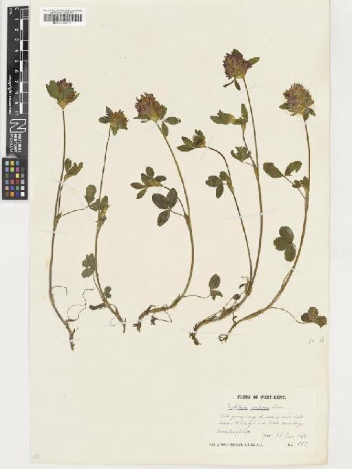 Trifolium pratense L. - BM001036721