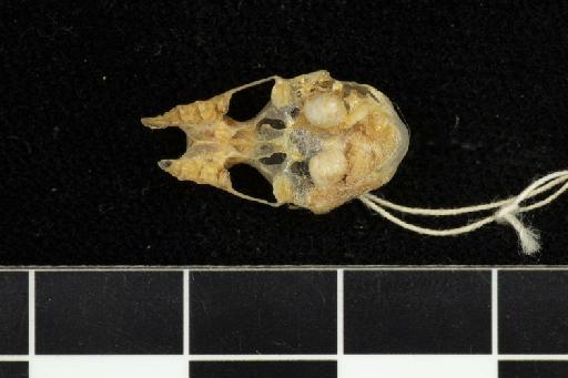 Hipposideros pomona Andersen, 1918 - 1918_8_3_4-Hipposideros_pomona-Type-Skull-occlusal