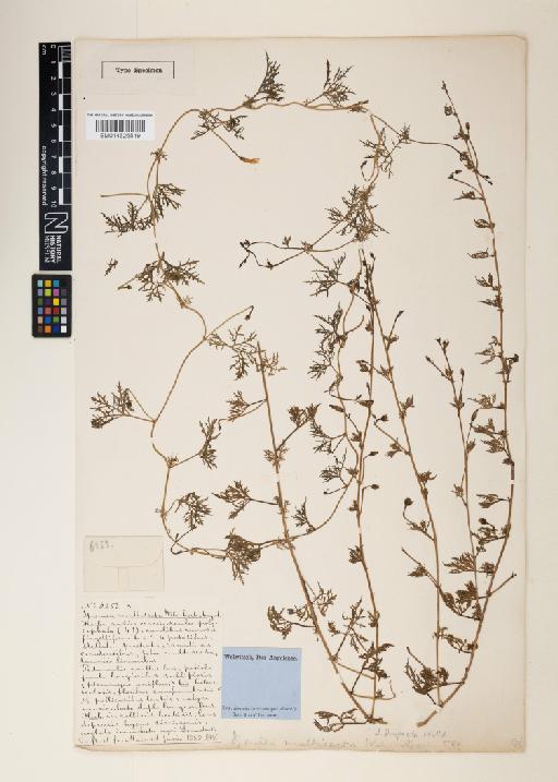 Ipomoea coptica (L.) Roth ex Roem. & Schult. - 014626519