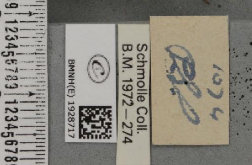 Cabera pusaria (Linnaeus, 1758) - BMNHE_1928717_a_label_494675