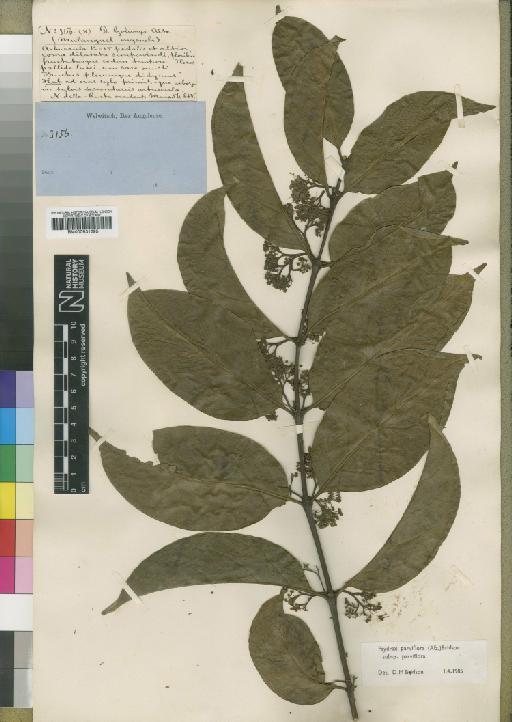 Psydrax parviflora subsp. parviflora (Afzel.) Bridson - BM000931395
