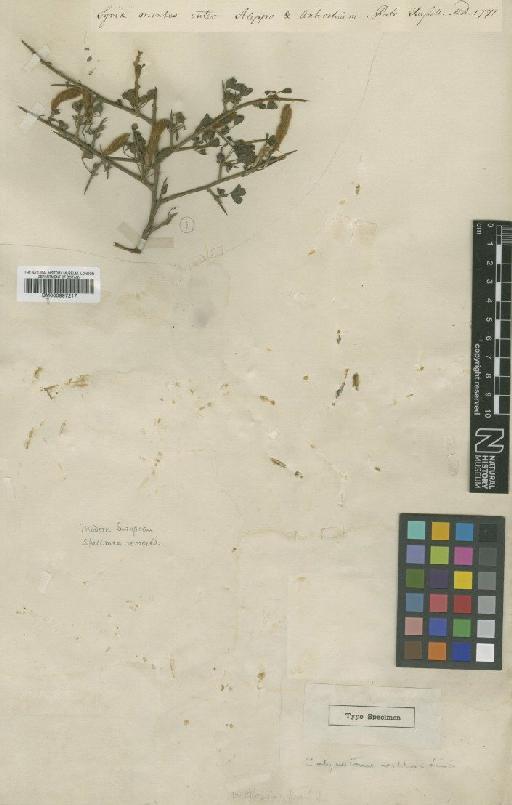 Calicotome villosa (Poir.) Link - BM000997217