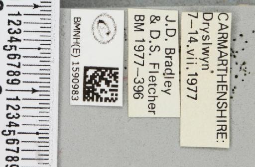 Idaea biselata (Hufnagel, 1767) - BMNHE_1590983_label_265660