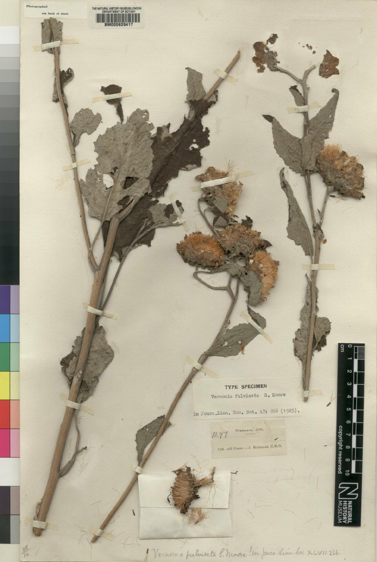 To NHMUK collection (Vernonia fulviseta Moore; Type; NHMUK:ecatalogue:4526370)