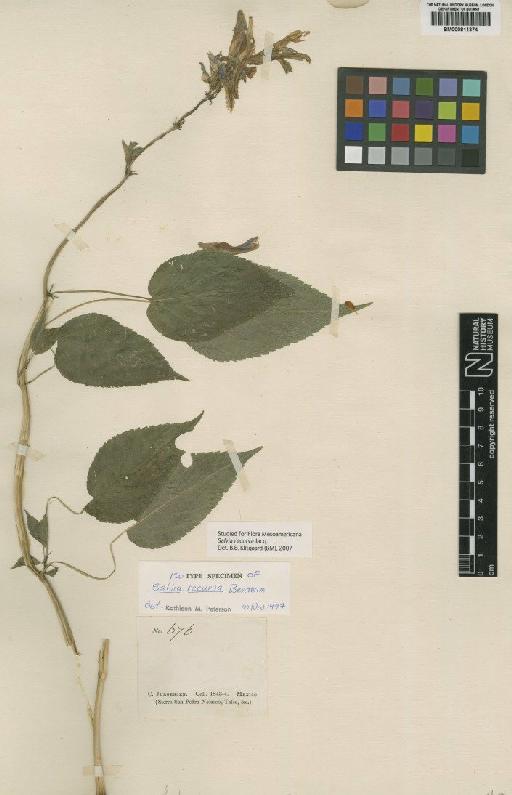 Salvia recurva Benth. - BM000811374