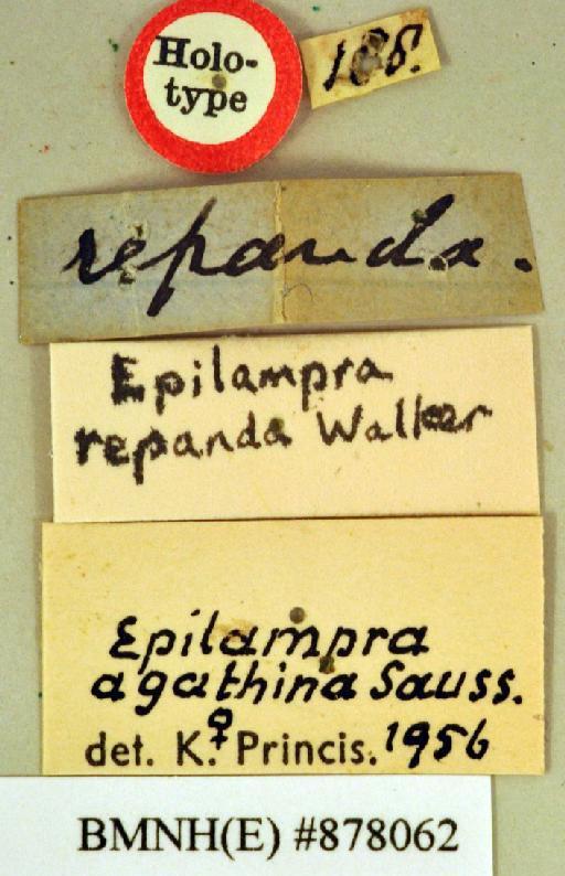 Epilampra repanda Walker, 1868 - Epilampra repanda Walker, F, 1868, female, holotype, labels. Photographer: Heidi Hopkins. BMNH(E)#878062