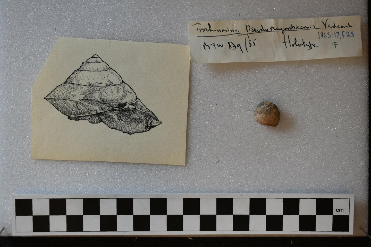 To NHMUK collection (Trochonanina pseudomozambicensis Verdcourt, 1963; HOLOTYPE; NHMUK:ecatalogue:9614528)