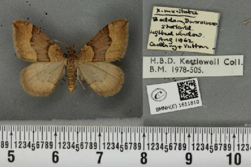 Xanthorhoe decoloraria hethlandica (Prout, 1901) - BMNHE_1611810_308114