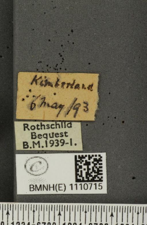 Euphydryas aurinia (Rottemburg, 1775) - BMNHE_1110715_label_52435