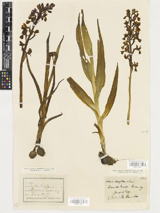 Anacamptis laxiflora (Lam.) R.M.Bateman, Pridgeon & M.W.Chase - BM001110680