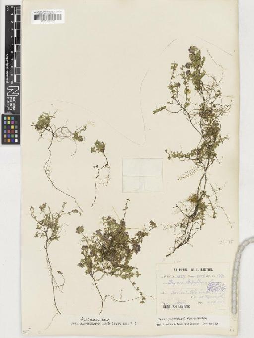 Thymus polytrichus subsp. britannicus (Ronniger) Kerguélen - BM001037035