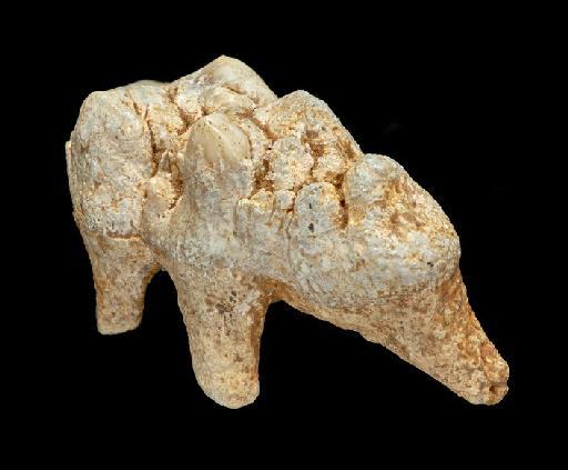 Sus scrofa Linnaeus, 1758 - M43940b_2 Sus scrofa Barnfield Pit Right M3