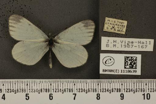 Leptidea sinapis juvernica Williams, 1946 - BMNHE_1118639_73836