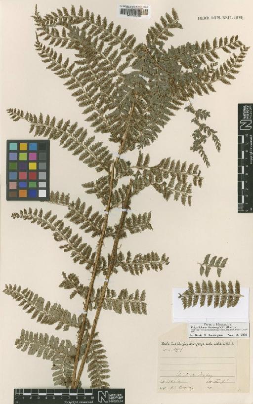 Polystichum hartwegii (Klotzsch) Hieron. - BM000937889