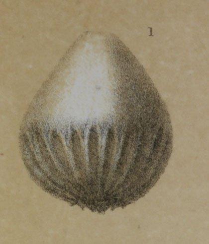 Lagena exsculpta Brady, 1881 - ZF1648_58_1_Oolina_exsculpta.jpg