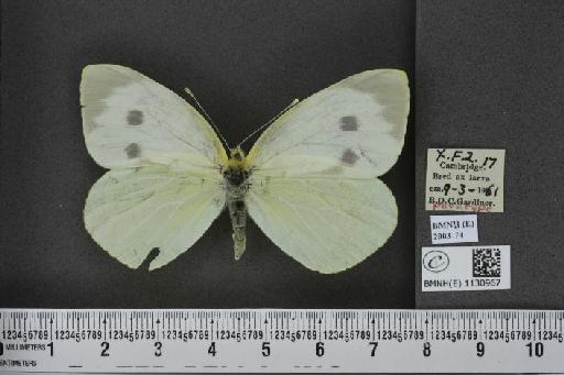 Pieris brassicae (Linnaeus, 1758) - BMNHE_1130967_87629