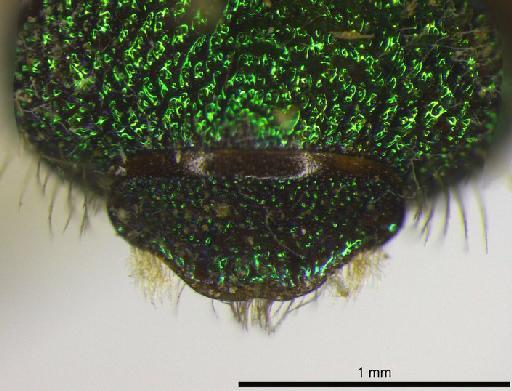 Ceratina viridula Smith, F., 1879 - 969507 Ceratina viridula type tergite 7