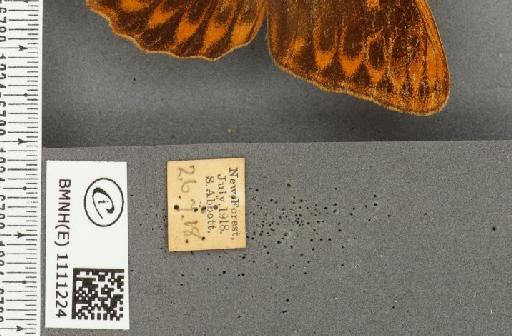 Argynnis paphia ab. ocellata Frings, 1902 - BMNHE_1111224_label_66016