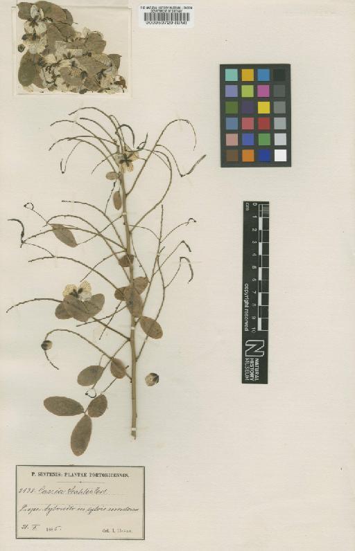 Senna pendula var. stahli (Urb.) H.S.Irwin & Barneby - BM000050729