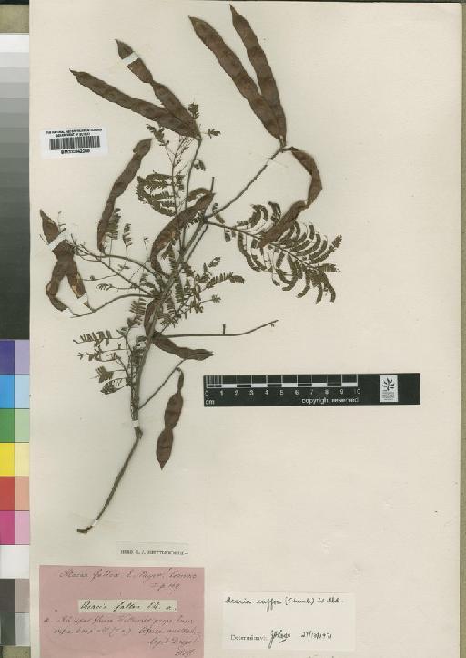 Acacia caffra (Thunb.) Willd. - BM000842066