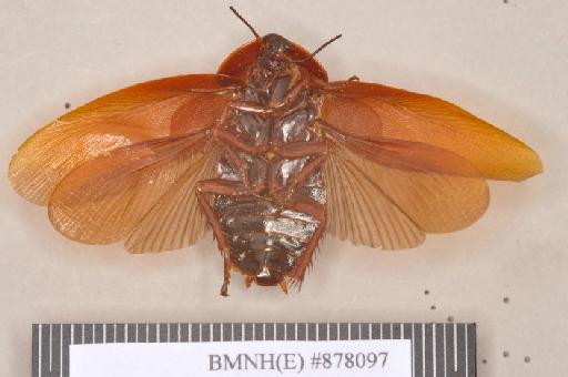 Panchlora tenebrosa Walker, 1868 - Panchlora tenebrosa Walker, F, 1868, male, lectotype, ventral. Photographer: Heidi Hopkins. BMNH(E)#878097