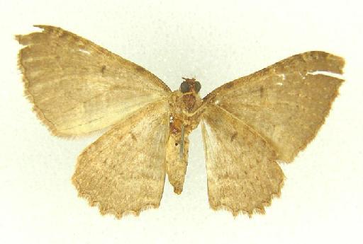 Visiana incertata (Walker, 1862) - Visiana incertata type underside