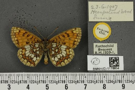 Melitaea athalia ab. ligata Caruel, 1944 - BMNHE_1178854_56569