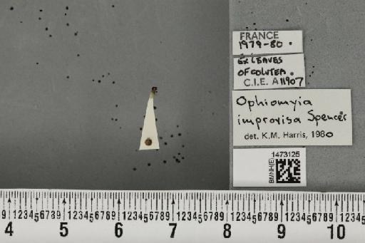 Ophiomyia improvisa Spencer, 1966 - BMNHE_1473125_47455