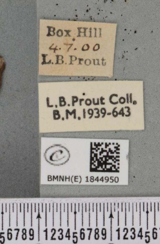 Macaria liturata ab. lineata Lempke, 1952 - BMNHE_1844950_label_421273
