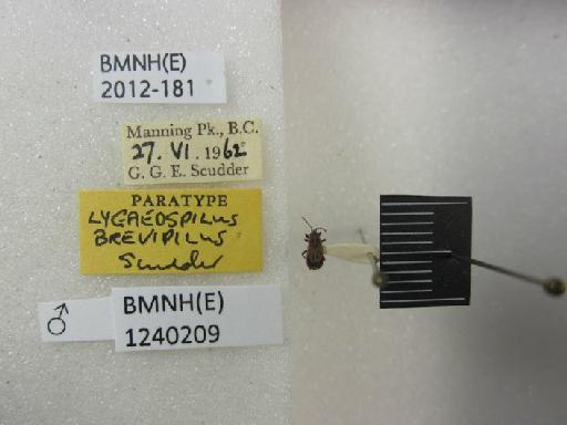 Lygaeospilus brevipilus Scudder, 1981 - Lygaeospilus brevipilus-BMNH(E)1240209-Paratype male dorsal & labels
