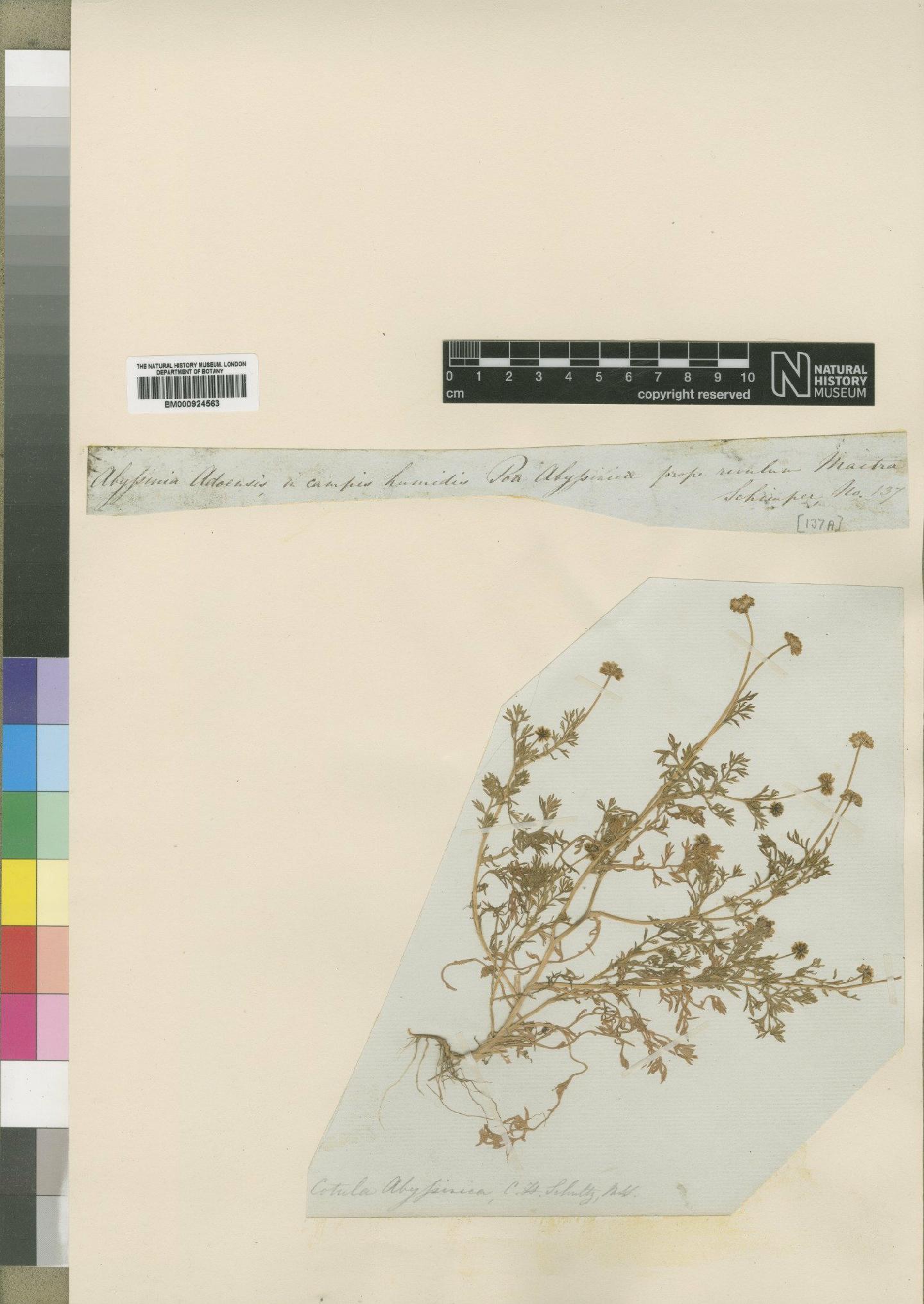 To NHMUK collection (Cotula abyssinica Sch.Bip.; Type; NHMUK:ecatalogue:4529576)