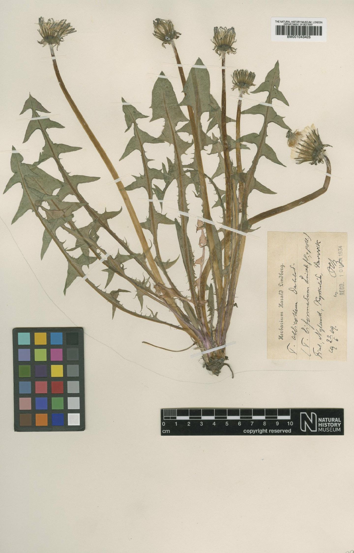 To NHMUK collection (Taraxacum albicollum Dahlst.; Type; NHMUK:ecatalogue:1998114)