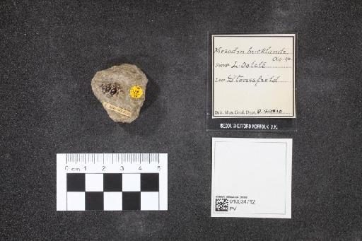 Mesodon bucklandi (Agassiz, 1833) - 010034712_L010041375