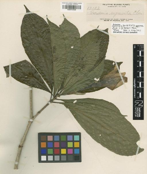 Gardenia barnesii Merr. - BM001124569