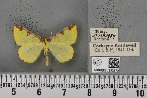 Opisthograptis luteolata ab. ruficosta Lempke, 1951 - BMNHE_1852370_427834