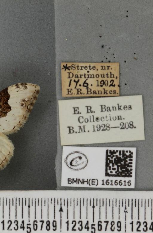 Epirrhoe galiata ab. omina Schawerda, 1912 - BMNHE_1616616_label_317022