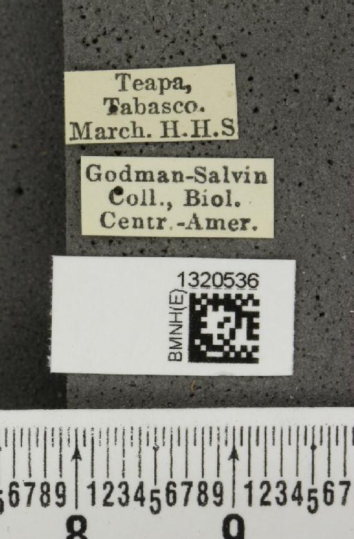 Paratriarius difformis (Jacoby, 1887) - BMNHE_1320536_label_21413