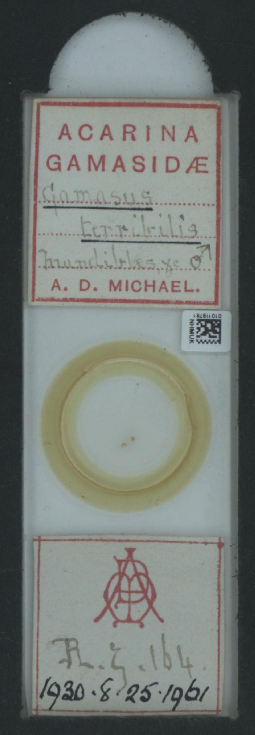 Gamasus terribilis A.D. Michael, 1886 - 010119781_128185_548581